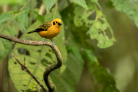 Golden Tanager