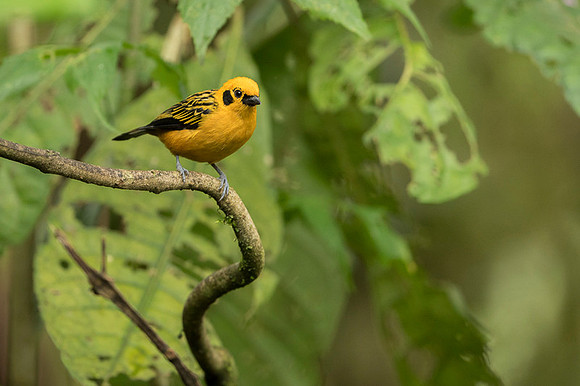 Golden Tanager