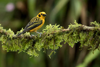 Golden Tanager