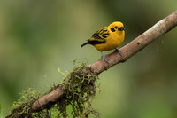 Golden Tanager