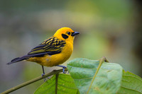 Golden Tanager