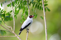 Masked Tityra