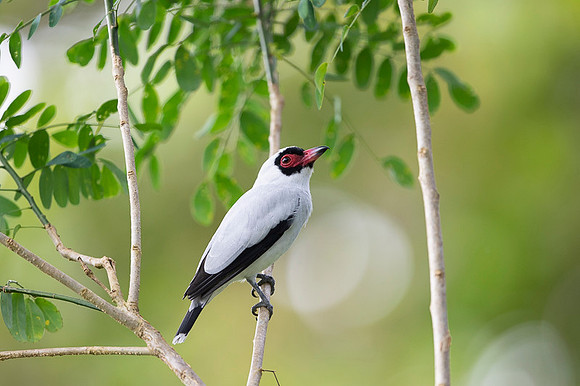 Masked Tityra