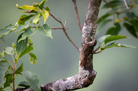 Bar tail tree creeper