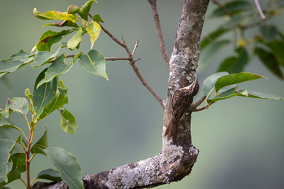 Bar tail tree creeper