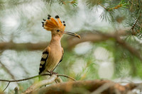 Hoopoe / Dudek