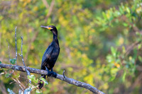 Neotropic Cormorant