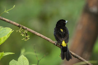 Flame-rumped Tanager