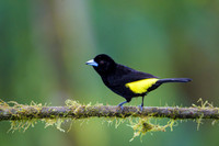 Flame-rumped Tanager