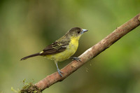 Flame-rumped Tanager