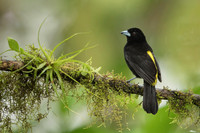 Flame-rumped Tanager
