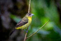 Flame-rumped Tanager