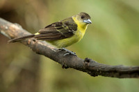 Flame-rumped Tanager