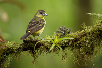 Flame-rumped Tanager