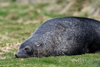 Antarctic fur seal