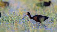 White-faced Ibis