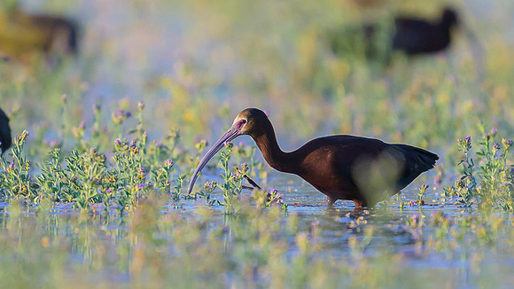 White-faced Ibis