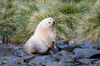 Antarctic fur seal