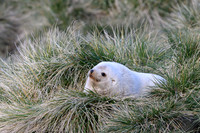 Antarctic fur seal