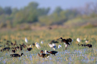 White-faced Ibis