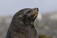 Antarctic fur seal