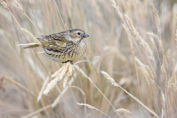 White-billed finch