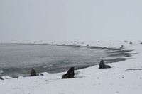 Antarctic fur seal