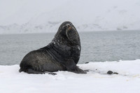 Antarctic fur seal