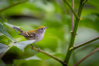 Chestnut-sided Warbler