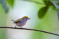 Chestnut-sided Warbler