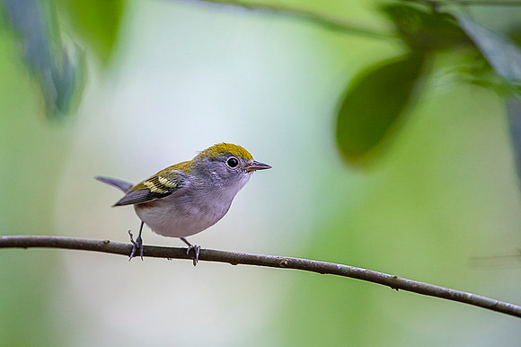 Chestnut-sided Warbler