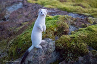 Least weasel / Gronostaj