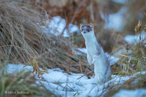 Least weasel / Gronostaj