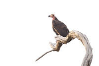 Asian king vulture
