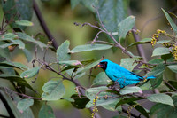 Swallow Tanager