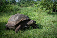 Land tortoise
