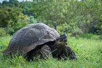 Land tortoise