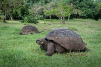 Land tortoise