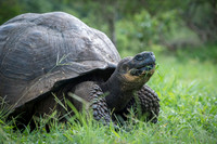 Land tortoise