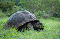 Land tortoise