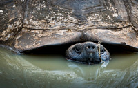 Land tortoise