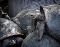 Land tortoise