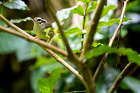 Three-striped Warbler