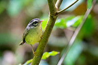 Three-striped Warbler