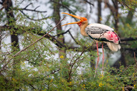 Painted stork