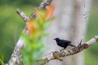 Melodius Blackbird