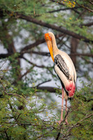 Painted stork
