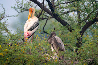 Painted stork