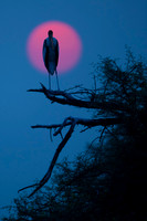 Painted stork