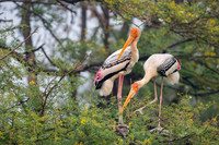 Painted stork